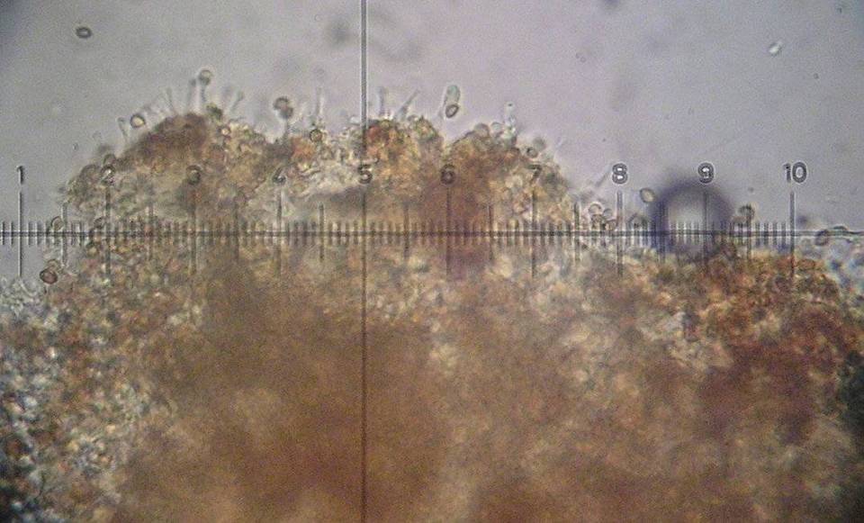 Gymnopilus josserandii image