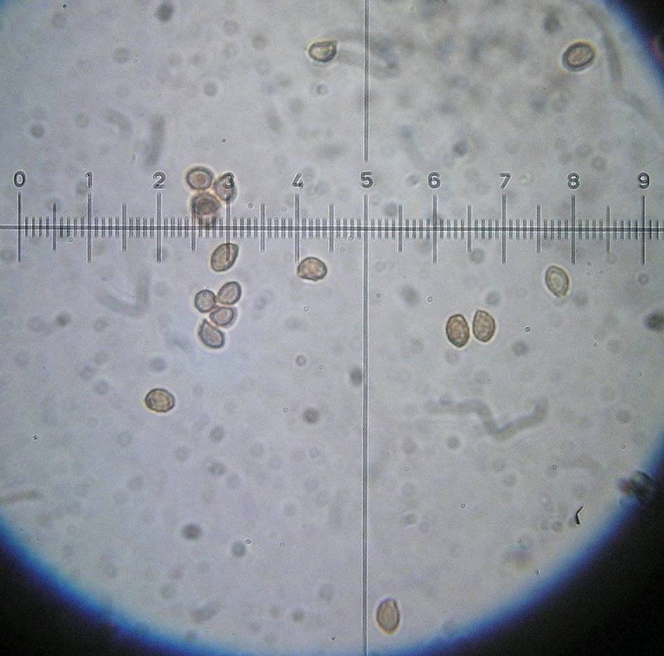 Gymnopilus josserandii image