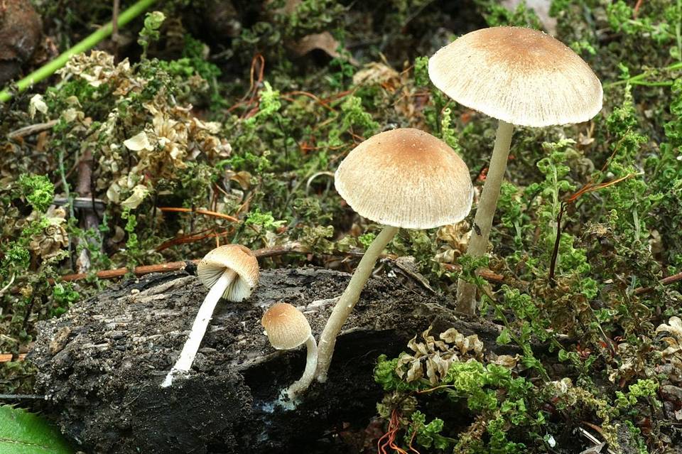 Psathyrella spadiceogrisea image