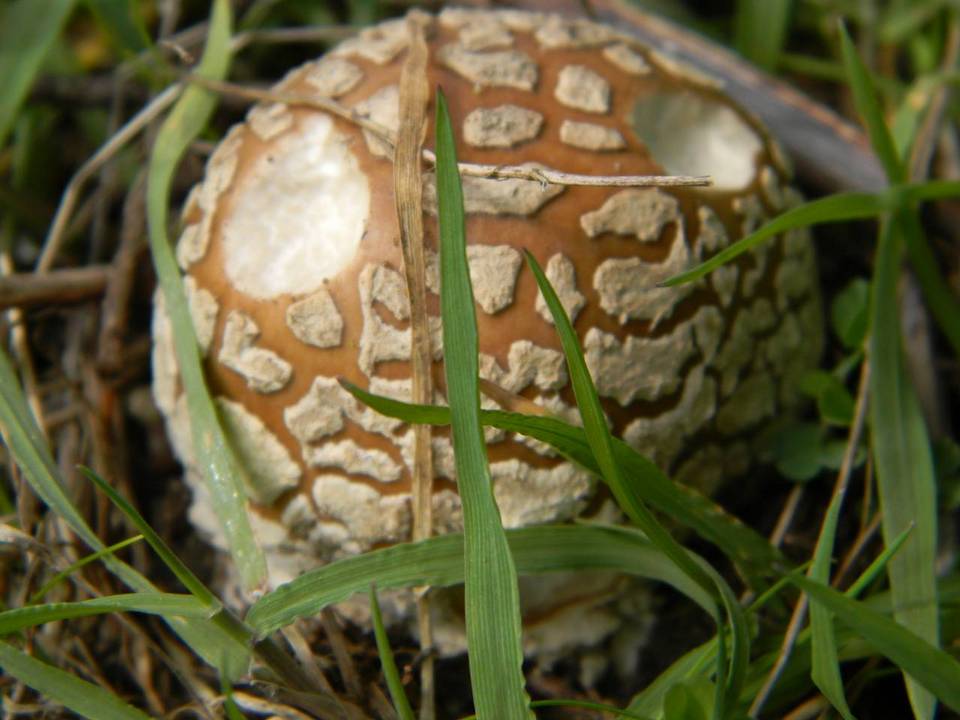 Amanita ameripanthera image