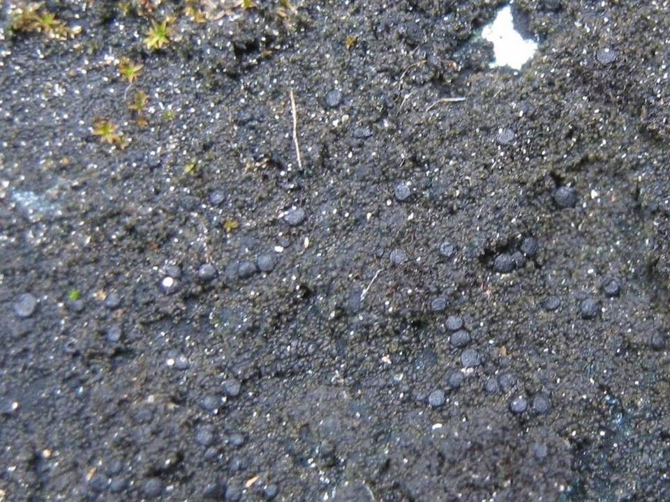 Scoliciosporum umbrinum image