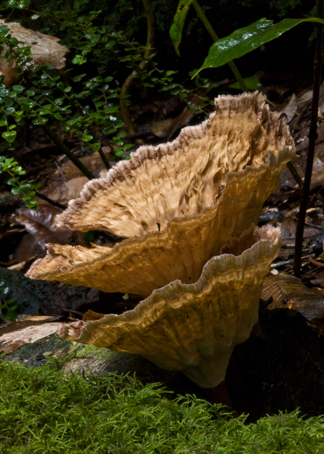 Cymatoderma elegans image