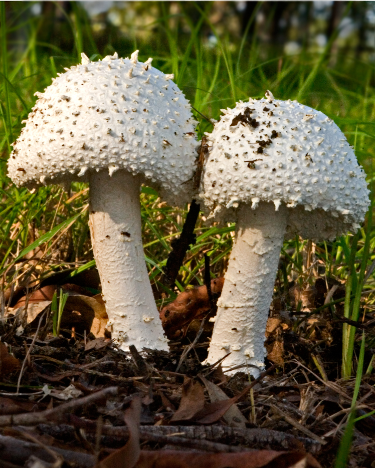 Amanita grossa image