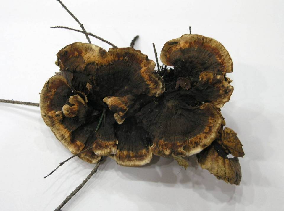 Hydnellum chrysinum image