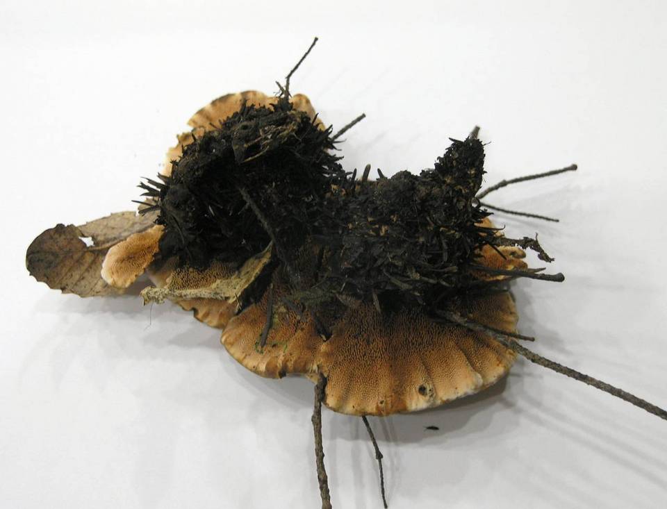 Hydnellum chrysinum image