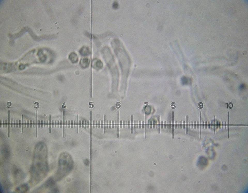 Hydnellum chrysinum image