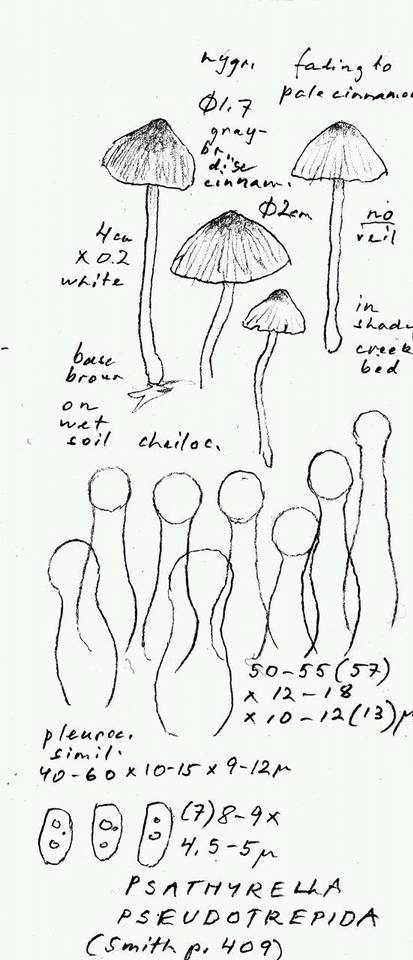 Psathyrella pseudotrepida image