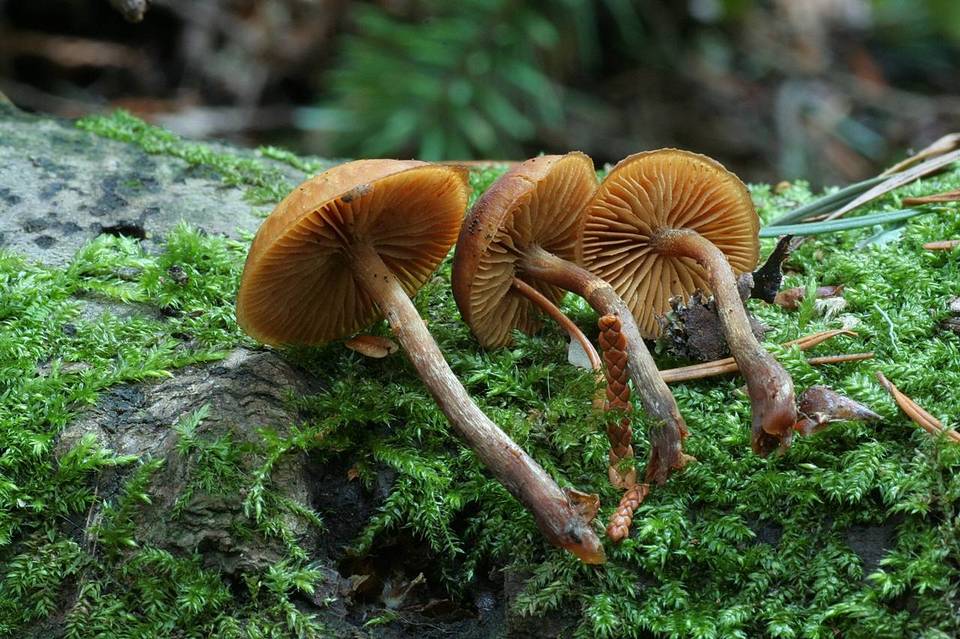 Galerina pruinatipes image