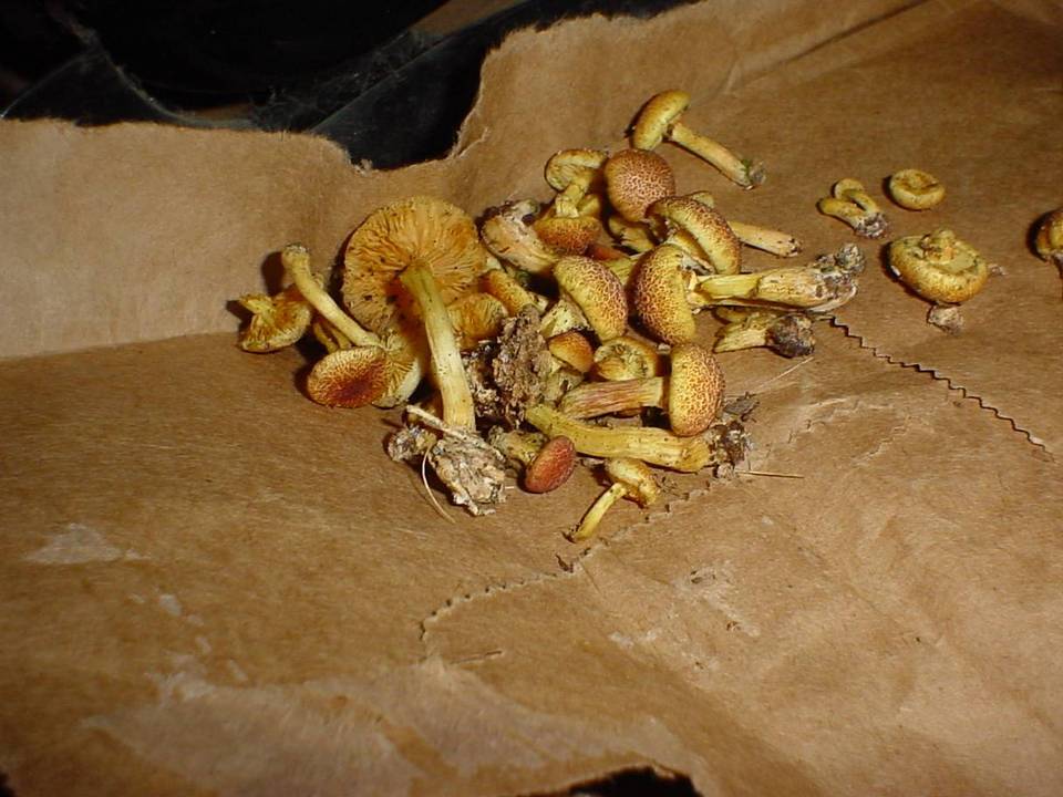 Gymnopilus palmicola image
