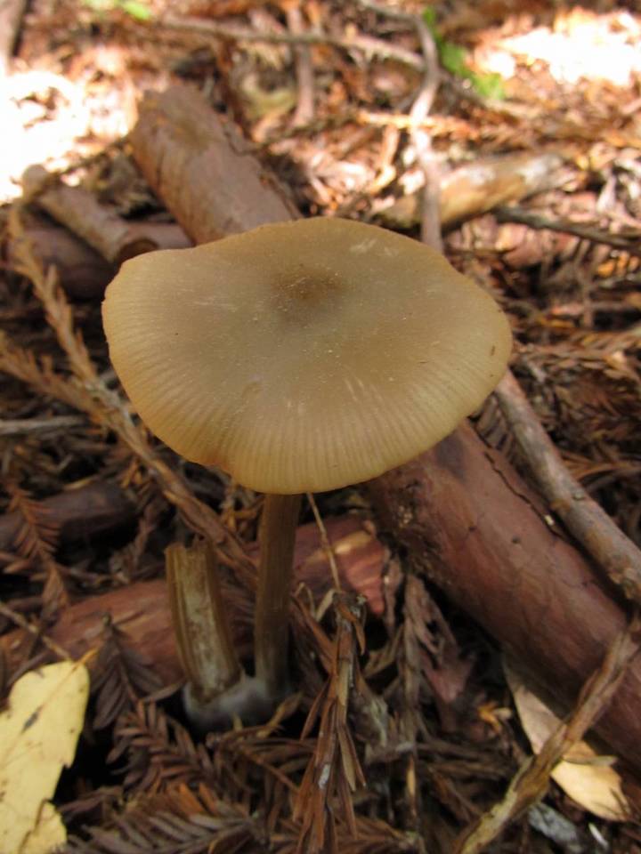 Nolanea strictia image