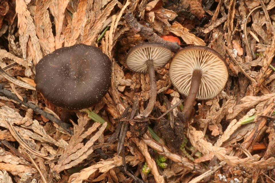 Tephrocybe atrata image