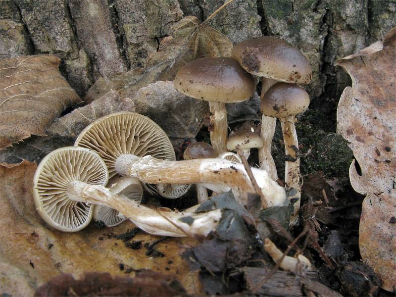 Meottomyces dissimulans image