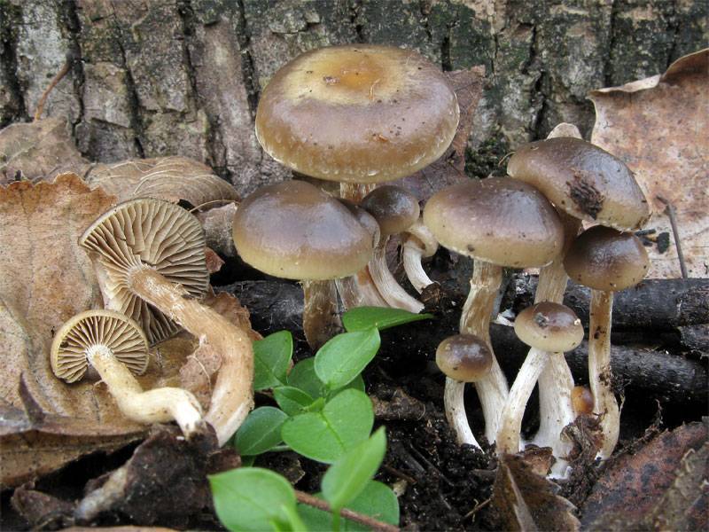 Meottomyces dissimulans image