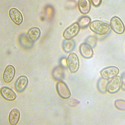Meottomyces dissimulans image