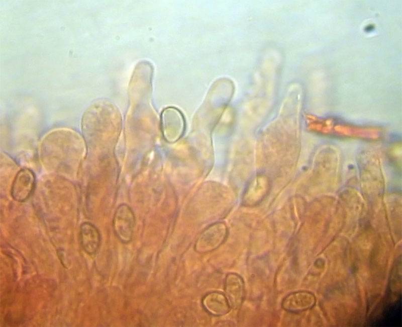 Meottomyces dissimulans image