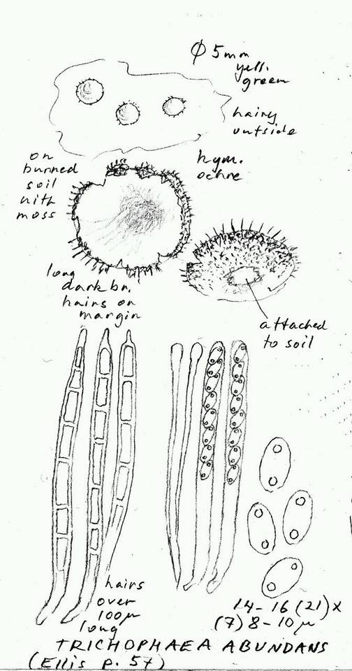 Trichophaea abundans image