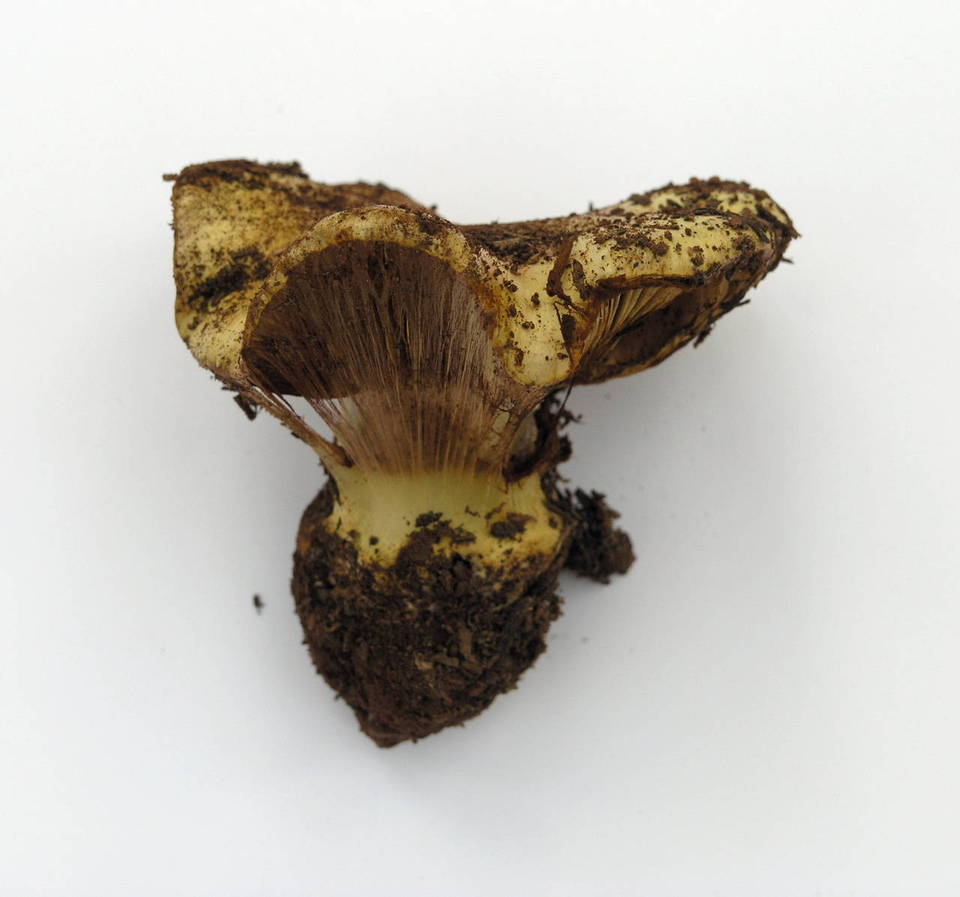 Cortinarius verrucisporus image