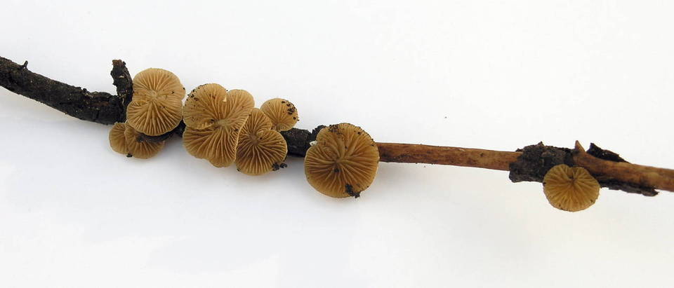 Crepidotus pallidoluteus image