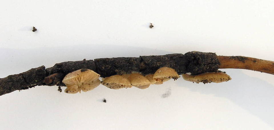 Crepidotus pallidoluteus image