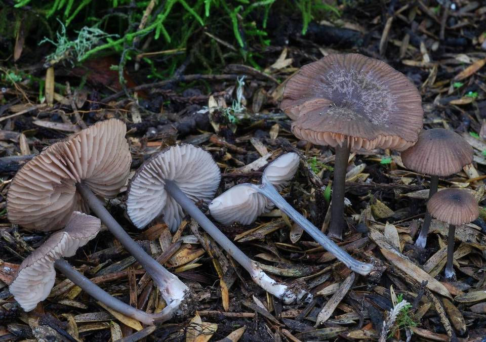 Entoloma phaeomarginatum image
