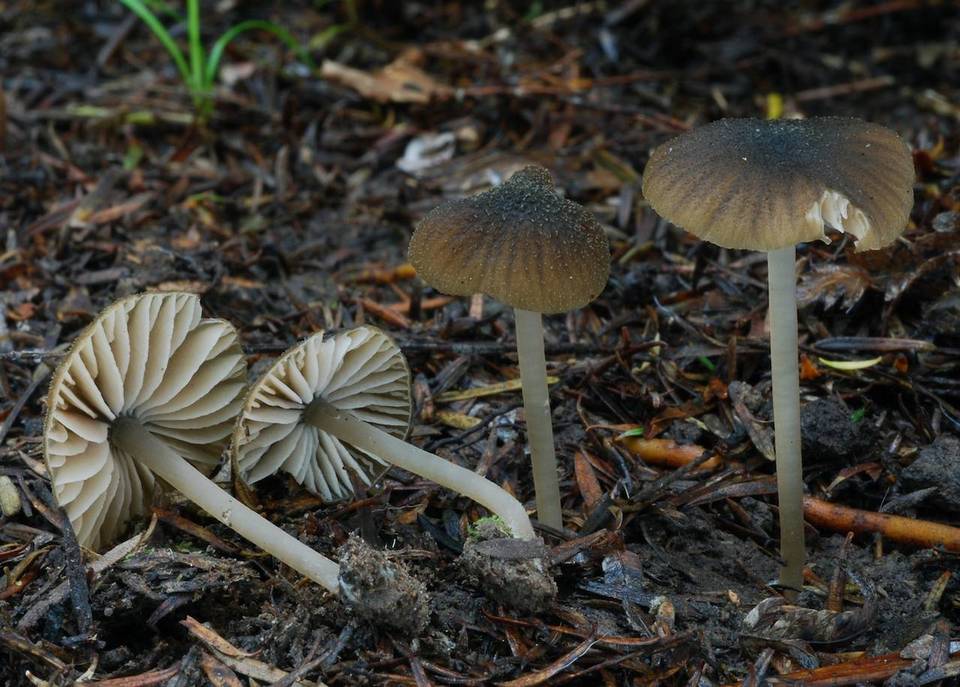 Entoloma brunneolilacinum image