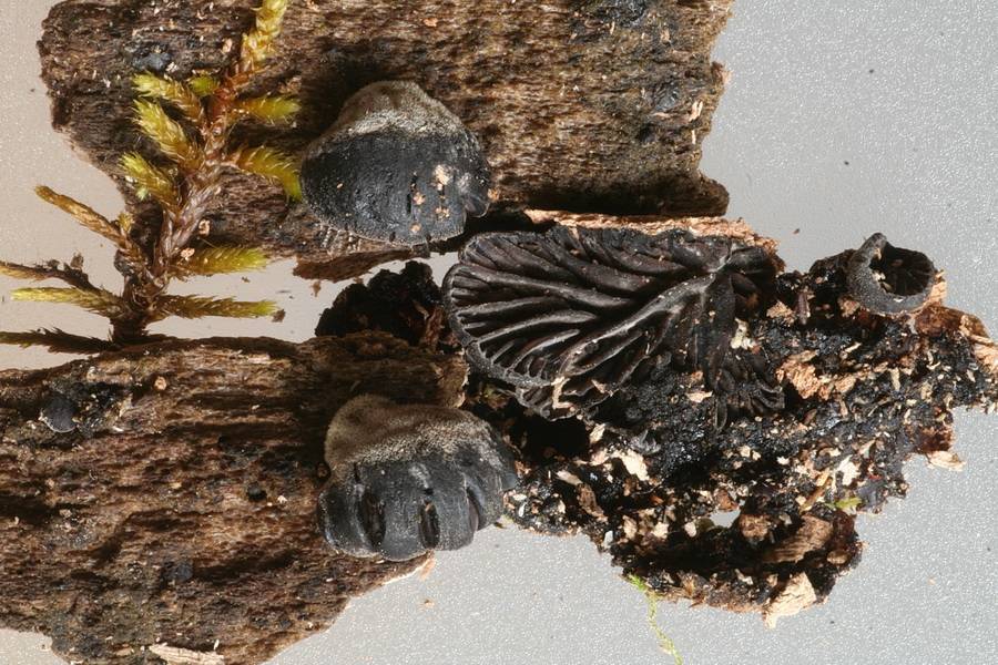 Hohenbuehelia nigra image