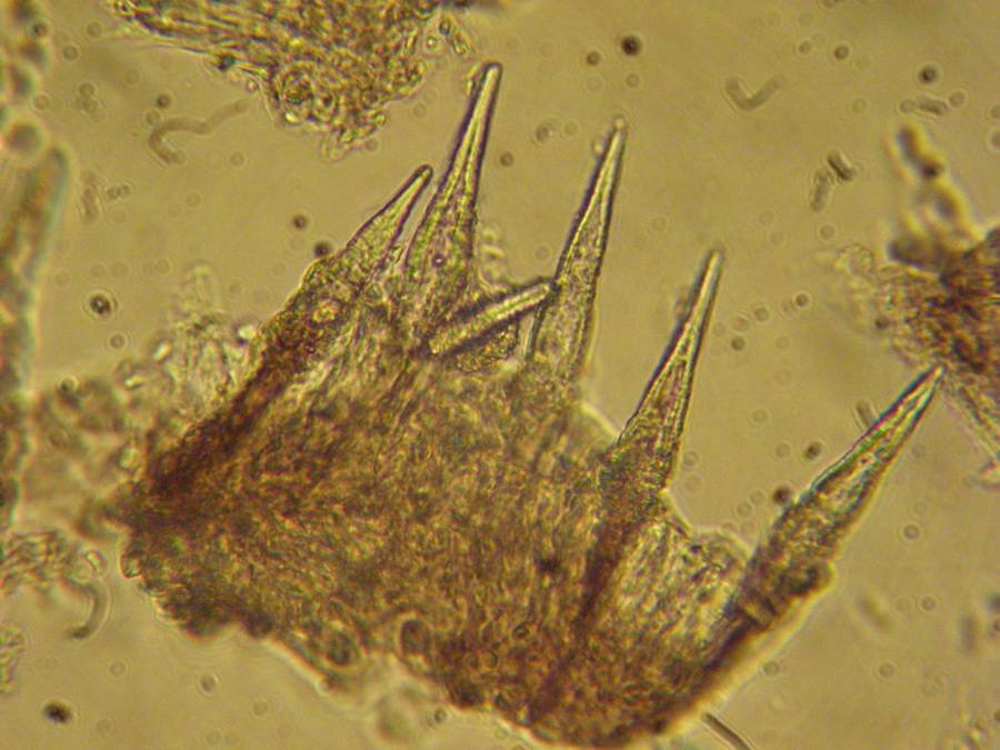 Hohenbuehelia nigra image