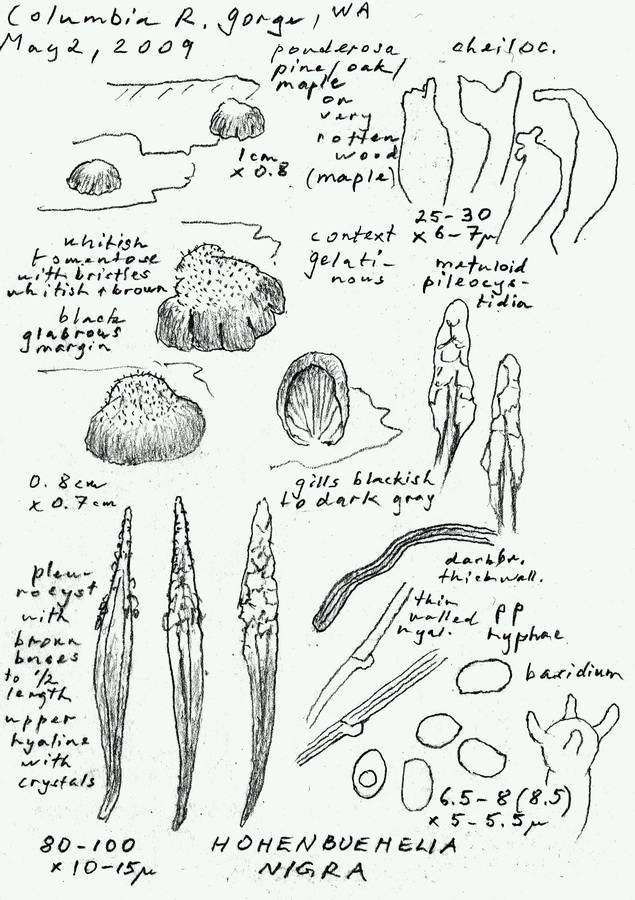 Hohenbuehelia nigra image