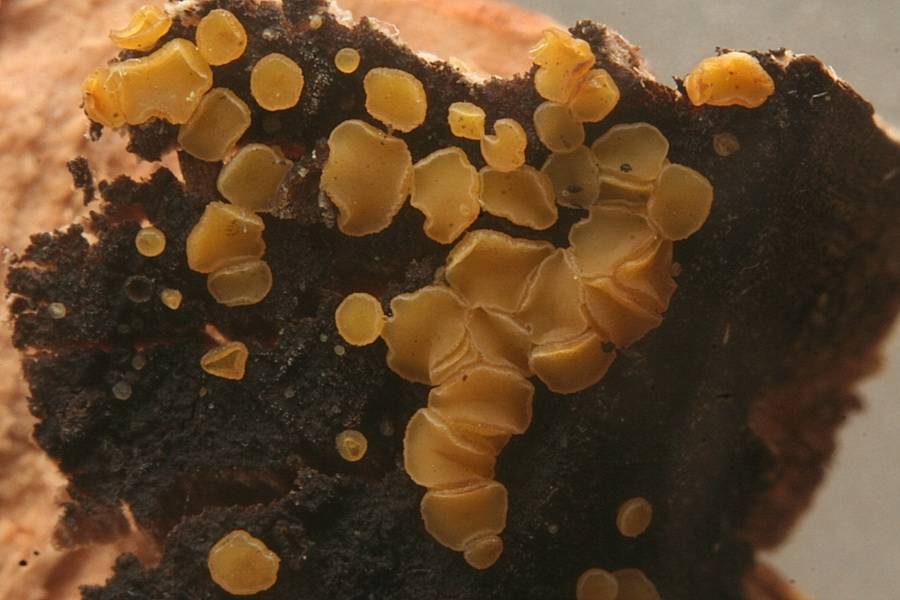 Bisporella subpallida image