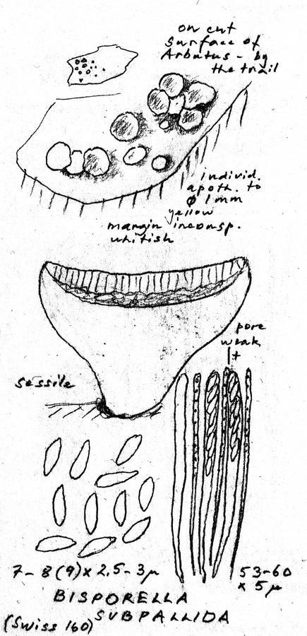 Bisporella subpallida image