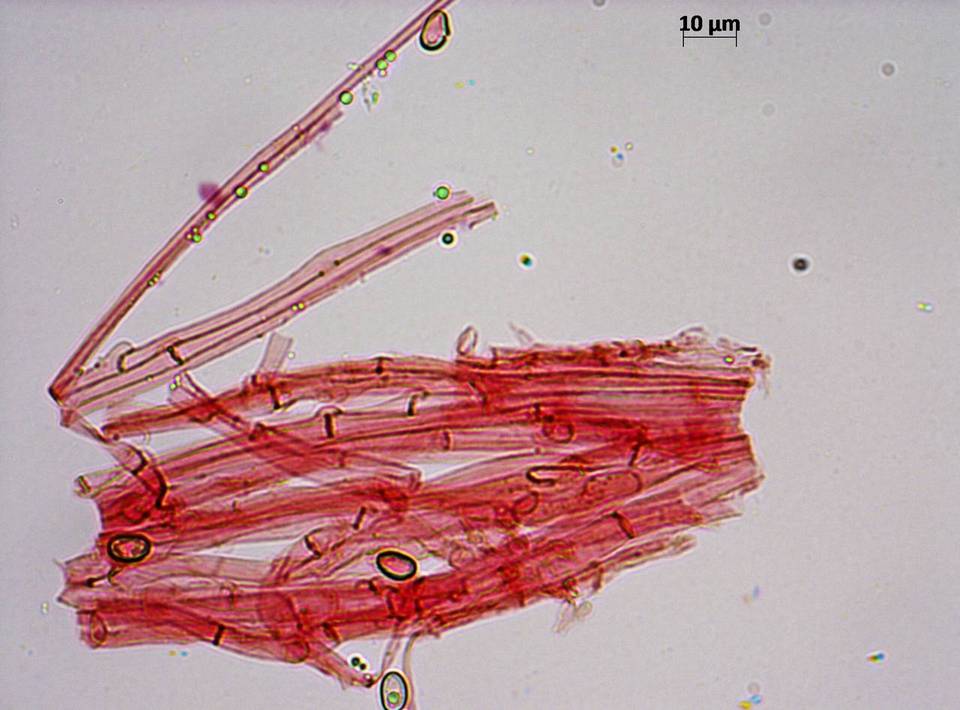 Meottomyces dissimulans image