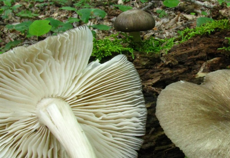 Megacollybia rodmani image
