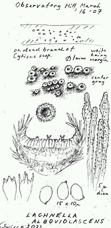 Lachnella alboviolascens image