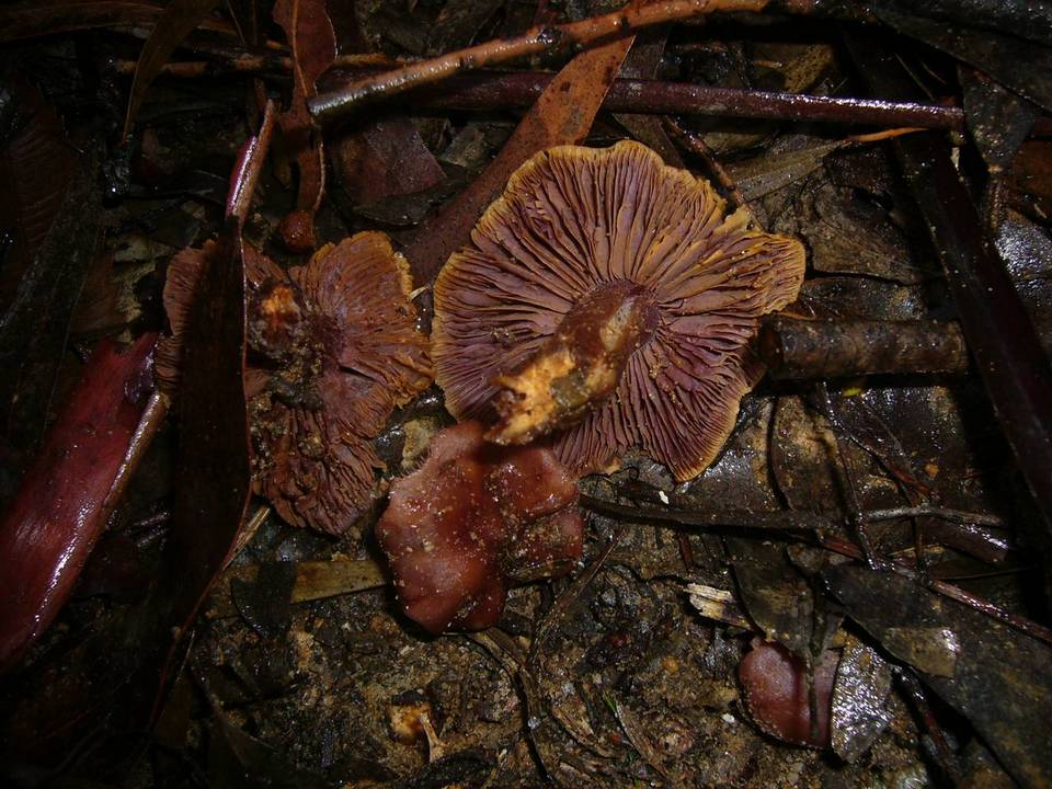 Cortinarius vinaceolamellatus image