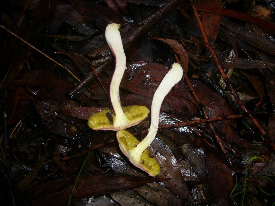 Boletellus obscurococcineus image