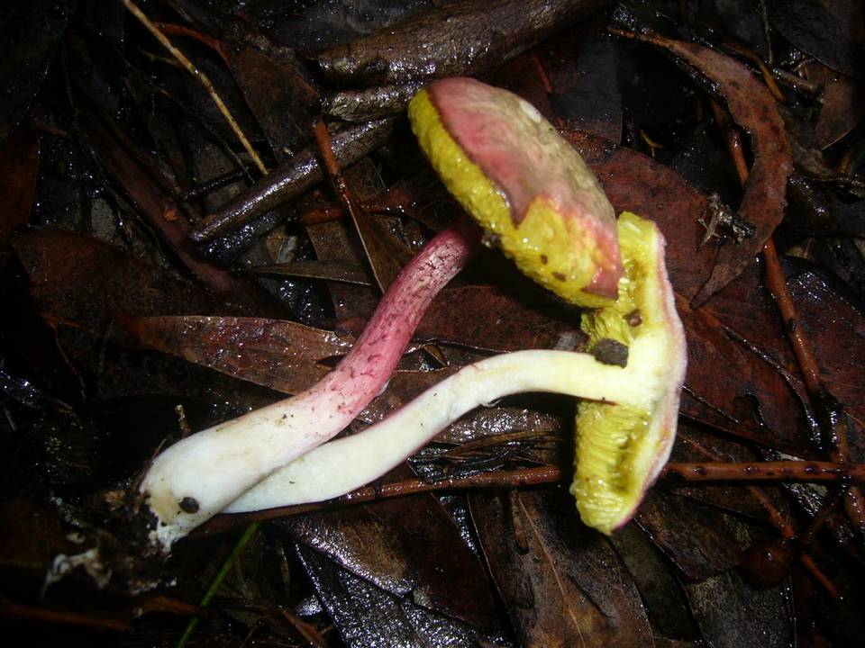 Boletellus obscurococcineus image