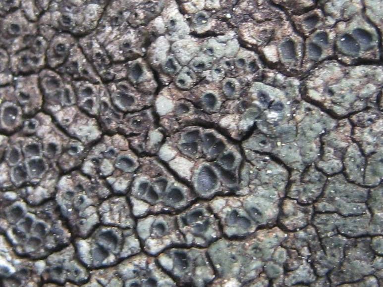 Aspicilia radiosa image