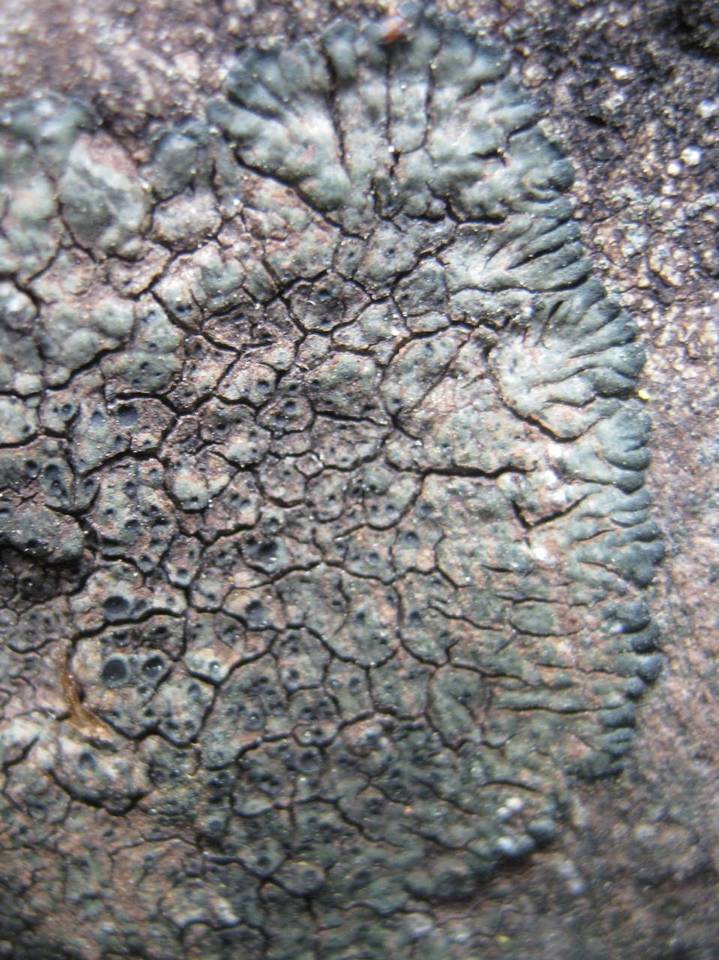 Aspicilia radiosa image