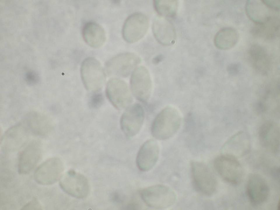 Athelia decipiens image