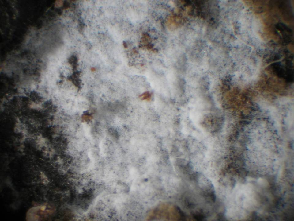 Athelia decipiens image