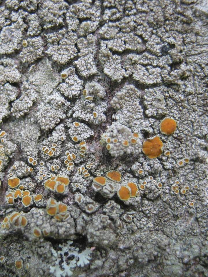 Caloplaca cerina image