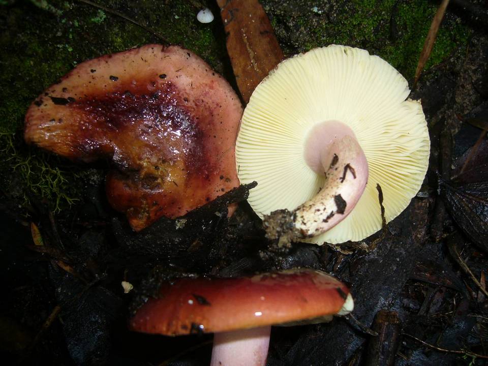 Russula lenkunya image