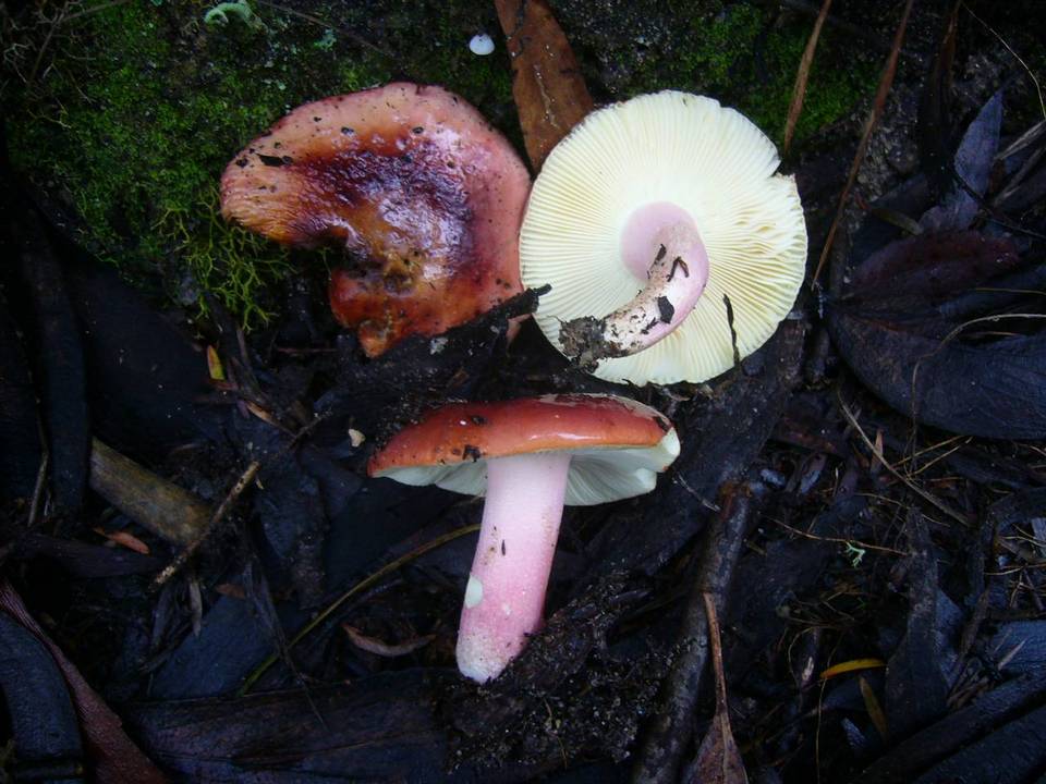Russula lenkunya image