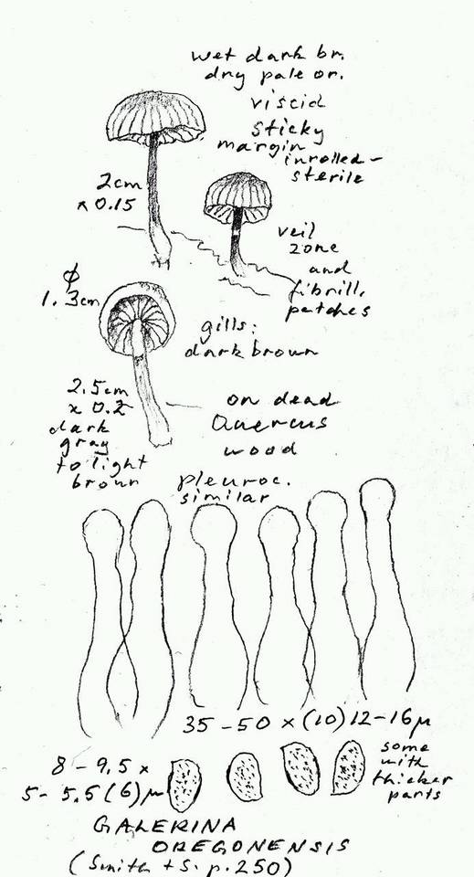 Galerina oregonensis image