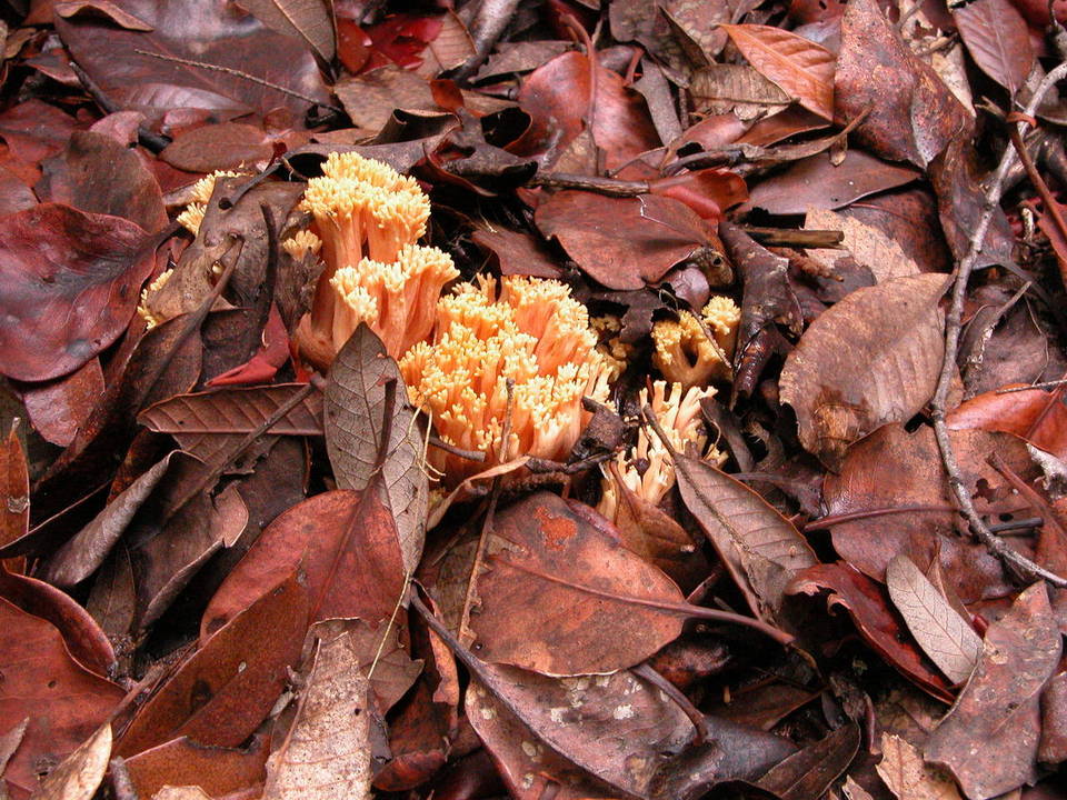 Ramaria leptoformosa image