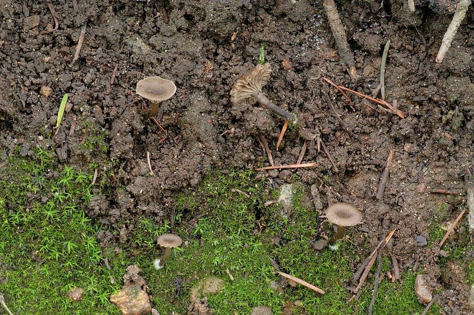 Arrhenia velutipes image