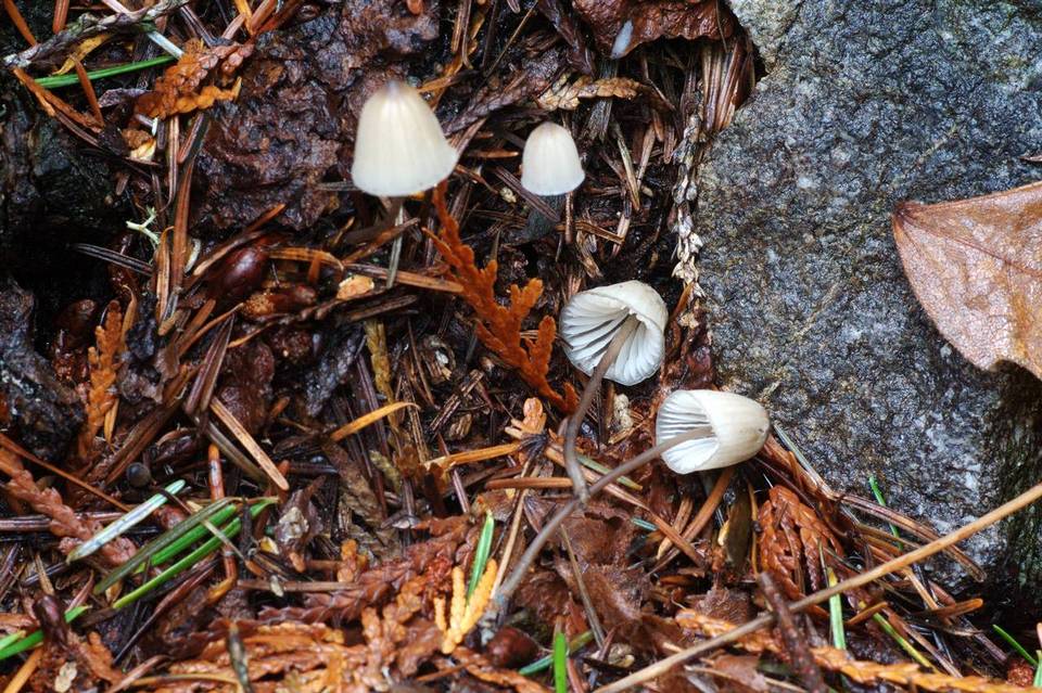 Mycena fusco-ocula image