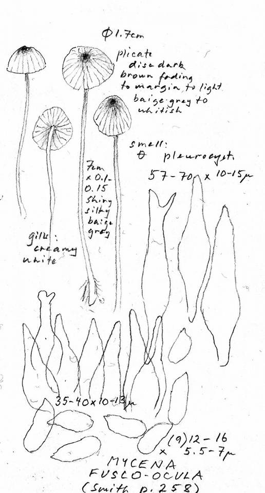 Mycena fusco-ocula image