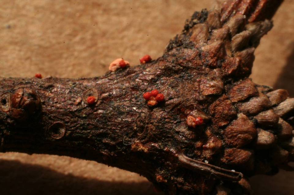 Neonectria neomacrospora image