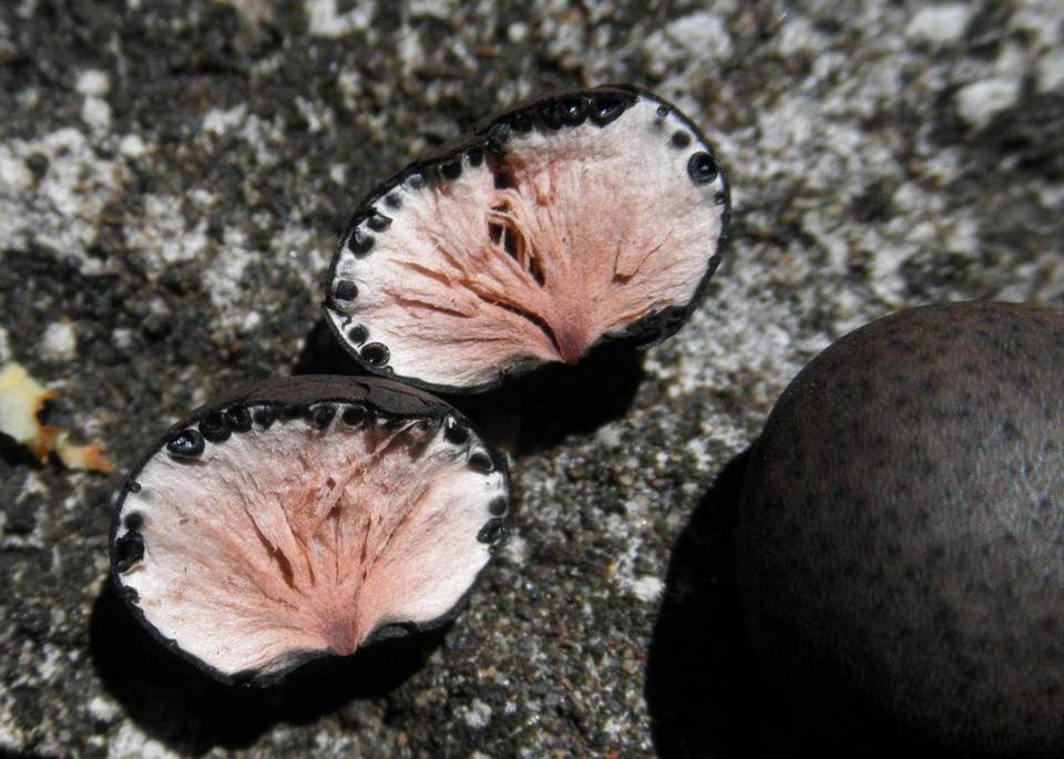 Xylaria tuberoides image